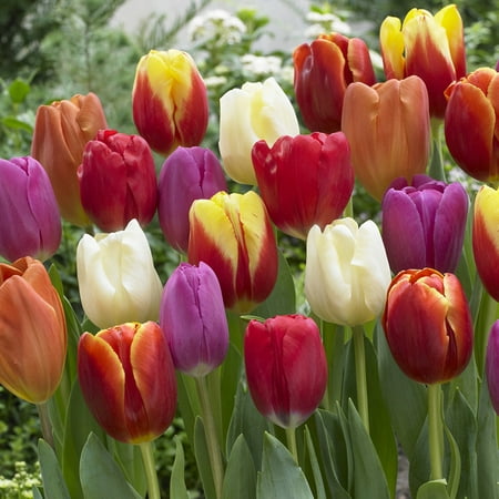 Van Zyverden Tulips, Triumph Mixture, Set of 25 Bulbs Multi-Color Part Sun
