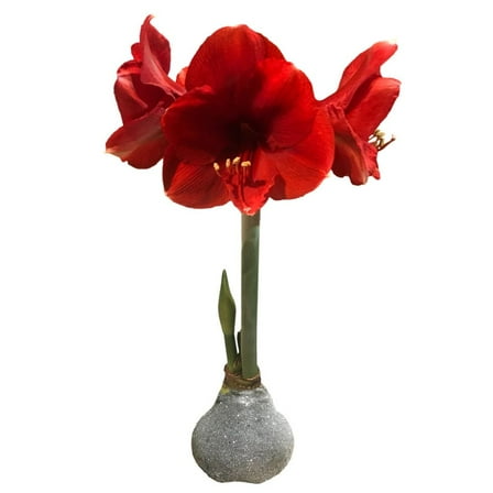 Silver Glitter Dipped Waxed Amaryllis Bulb - Red Blooms -36/  cm Bulb