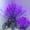 Purple, variant on Led Branch Light Battery Operated Lighted Branch Vase Filler Willow Tree Artificial Little Twig Power 20 LED for Home Romantic Decoration
