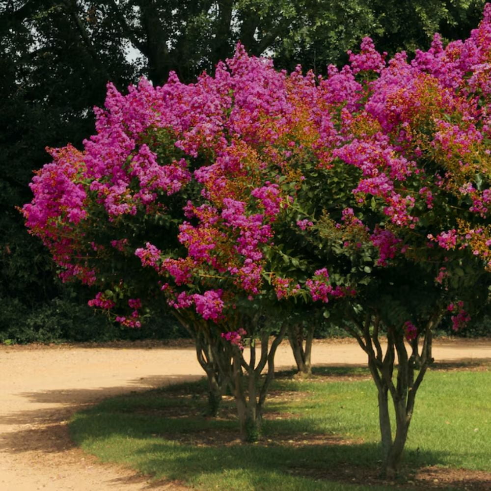 Expert Gardener 3-4 ft tall Mystic Magenta Crape Myrtle Live Tree in 7-Gallon Grower Pot
