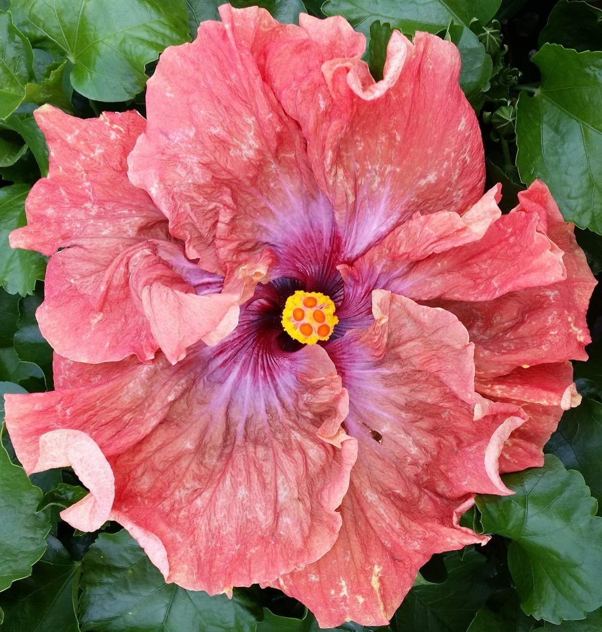 Hibiscus Cajun Color Tsunami, Starter Plant - Walmart.com