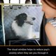thumbnail image 3 of Fundas para Asientos de Camioneta iBuddy Piso para Perros Tamaño Completo, 3 of 7