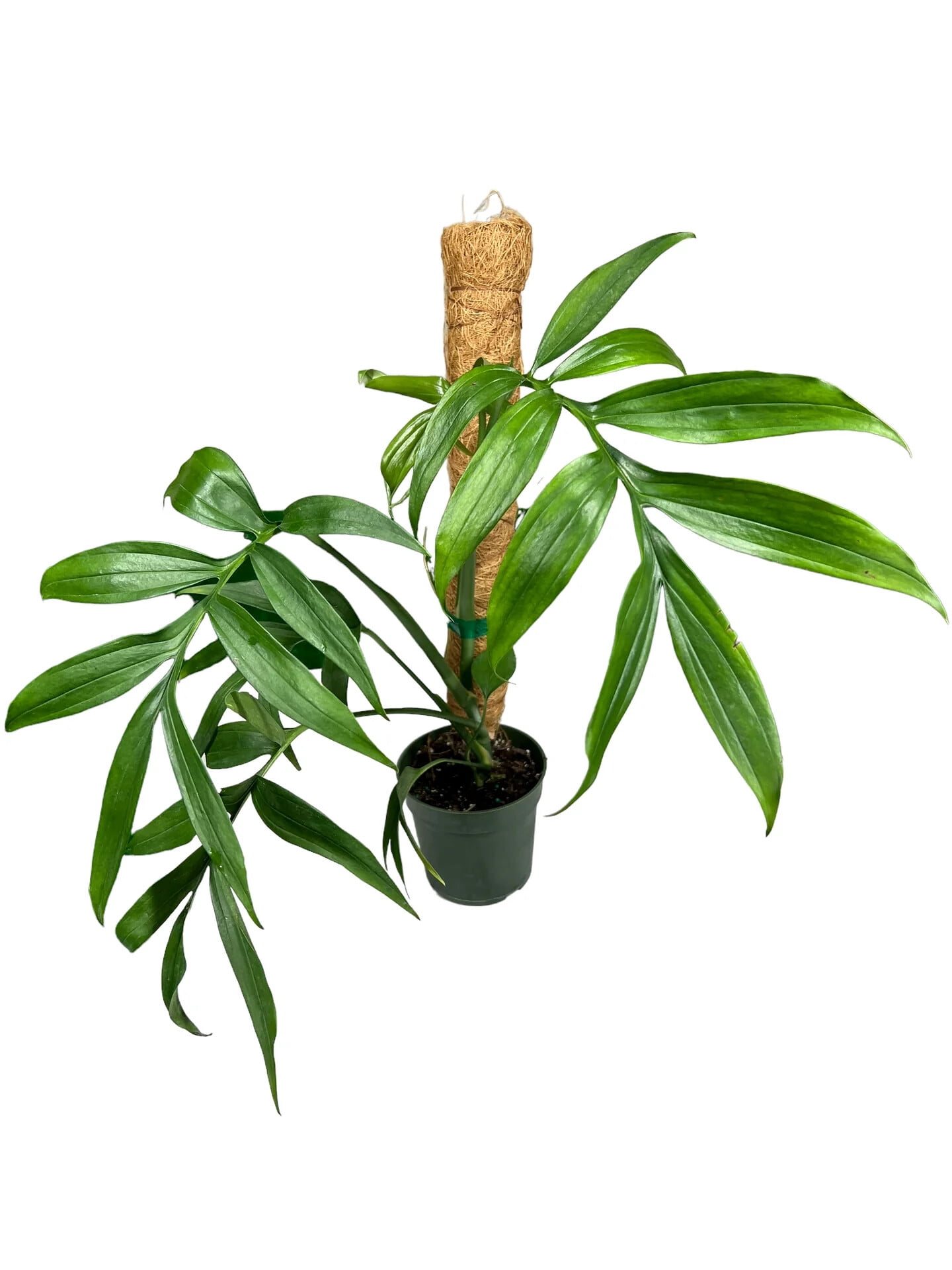 ⭐ PREMIUM Monstera Subpinnata Soil Mix - Trusted by Experts for Strong and Healthy Plants by Gardenera - 20 Quart (4 Bags of 5 Quart)