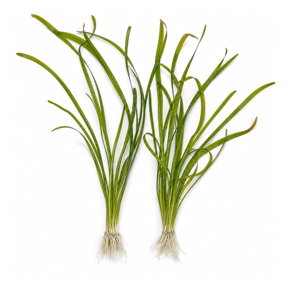 Canton Aquatics Italian Vallisneria Plant, Bare Root, Green, 6-12 in, 2 Count