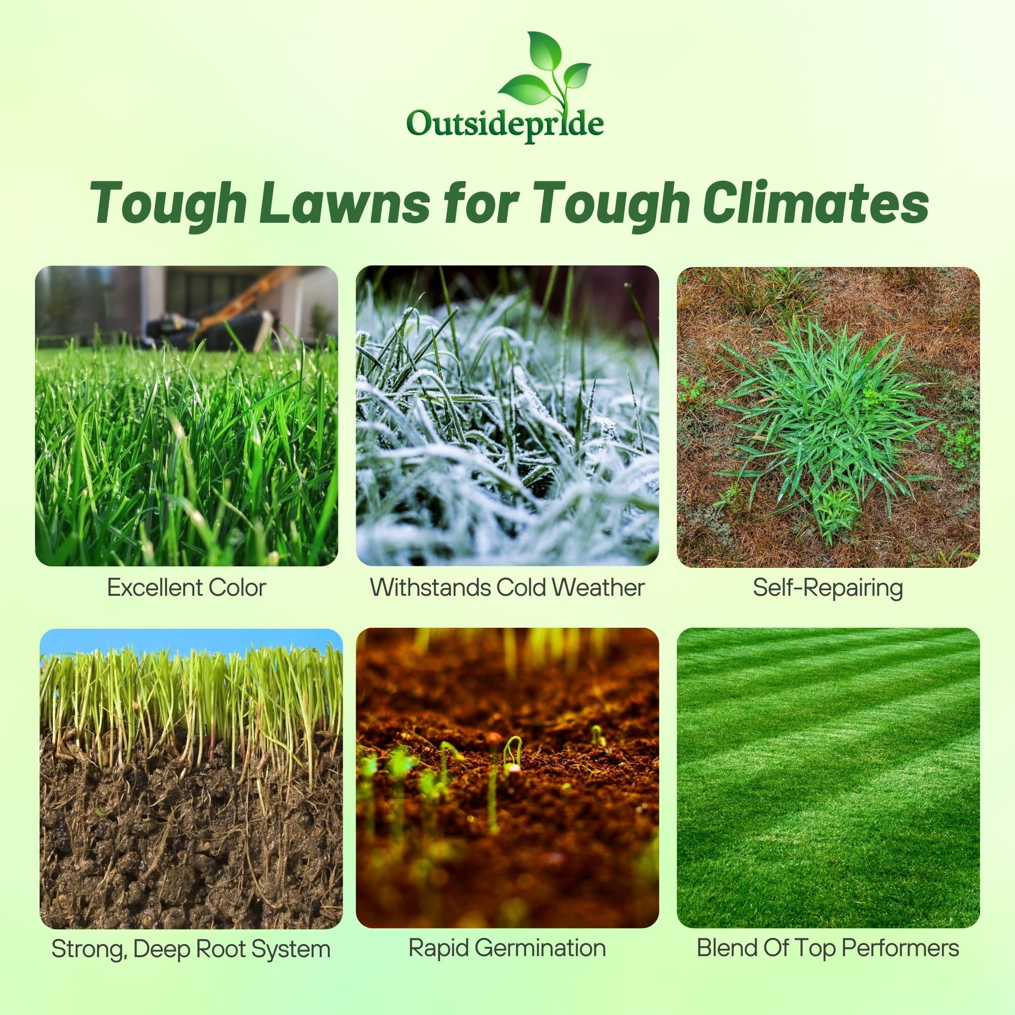 Outsidepride Combat Extreme Fescue & Kentucky Bluegrass Grass Seed, 10 lb