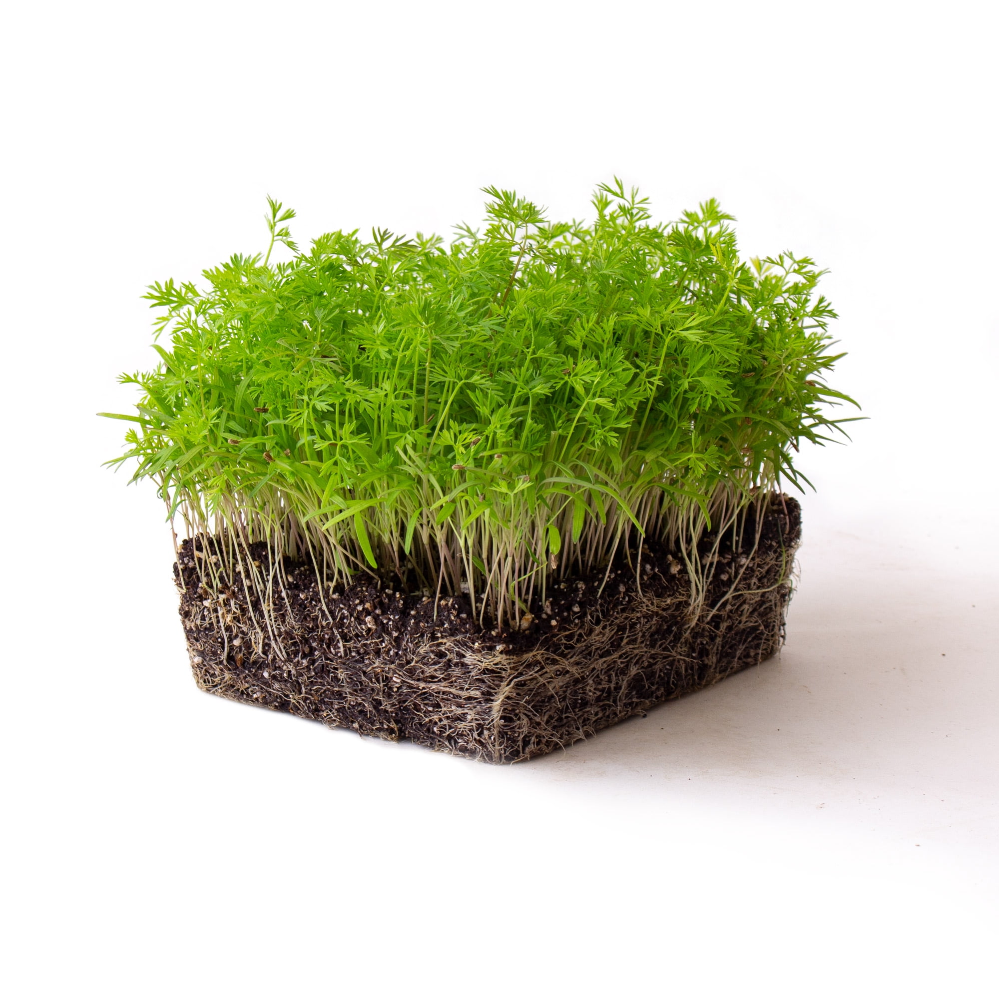 Carrot Microgreens Seeds 4 Oz NonGMO Micro Greens Seeds High