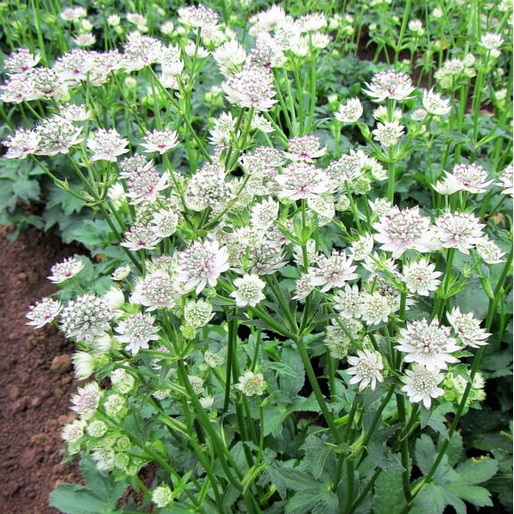Easy to Grow Astrantia Star of Billions 1 Plant Root, White Summer Blooms Partial Sun