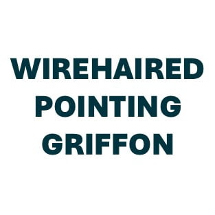 Griffon Wirehaired Pointing Pill Butter