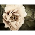 thumbnail image 2 of Perry, Rachel 14x12 White Modern Wood Framed Museum Art Print Titled - Golden Era Peony I, 2 of 4