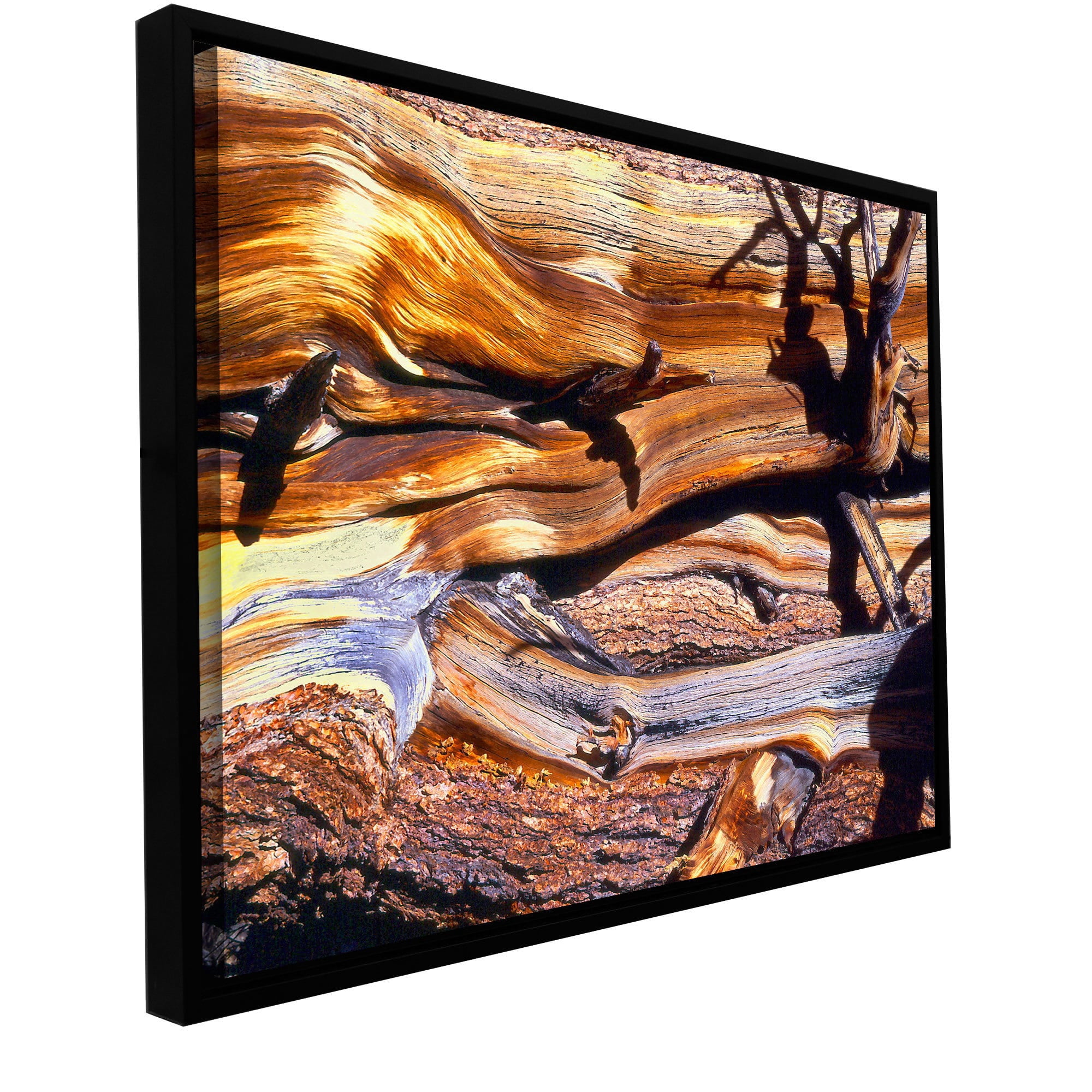 ArtWall Dean Uhlinger "Ancient Bristlecone" Floater Framed Gallery-Wrapped Canvas