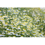 Plant Good Seed Organic German Chamomile Seeds: Fragrant Annual Tea Flower Herb - 1,000 Seed Packet