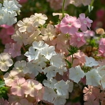 50 Phlox Of Sheep Phlox Seeds