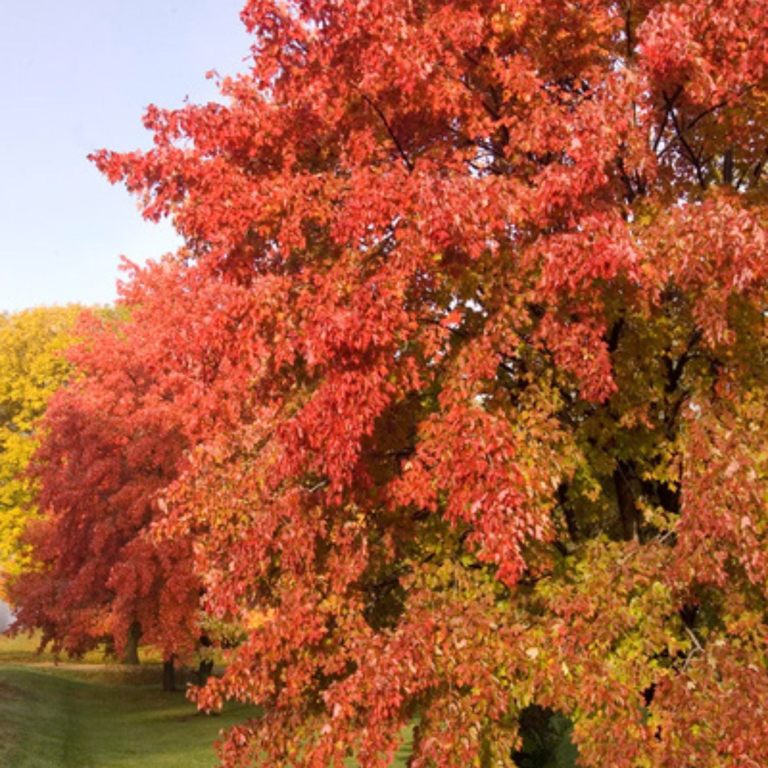 Expert Gardener 3-4 ft. tall Sienna GlennMaple Live Tree in 7- Gallon Grower Pot