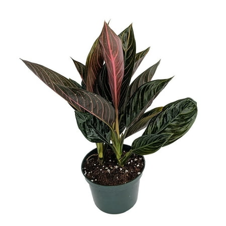 Rare Chocolate Chinese Evergreen Plant - Aglaonema - Grows in Dim Light - 6