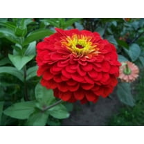 250 Red CHERRY QUEEN ZINNIA Elegans Flower Seeds