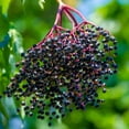 thumbnail image 4 of Elderberry Tree Live, Live Plant Elderberry in Pot, 3'' Tall, Planting Growing Garden, 4 of 5