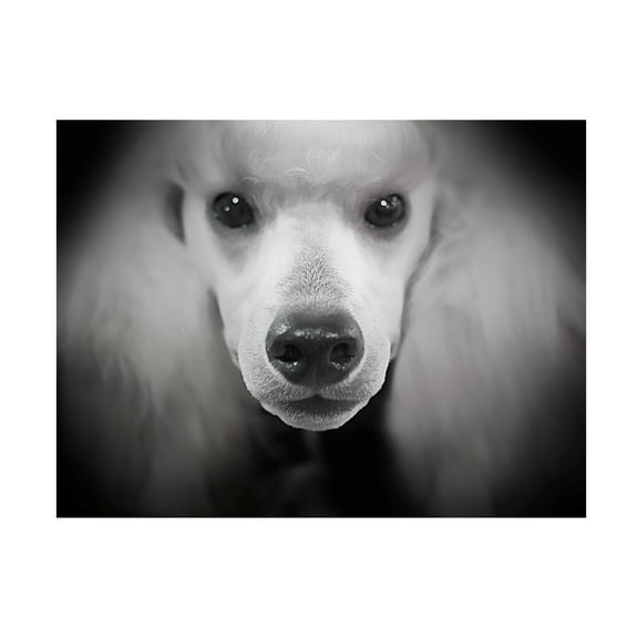 Trademark Fine Art 'Standard Poodle' Canvas Art by Lori Hutchison