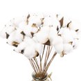 thumbnail image 1 of Paquete de 20 tallos de algodón blanco realmente natural, ramas de flores secas para estilo de casa de campo, muebles florales antiguos, decoración de boda (tallos de algodón) Adepaton SNFLD1688, 1 of 9
