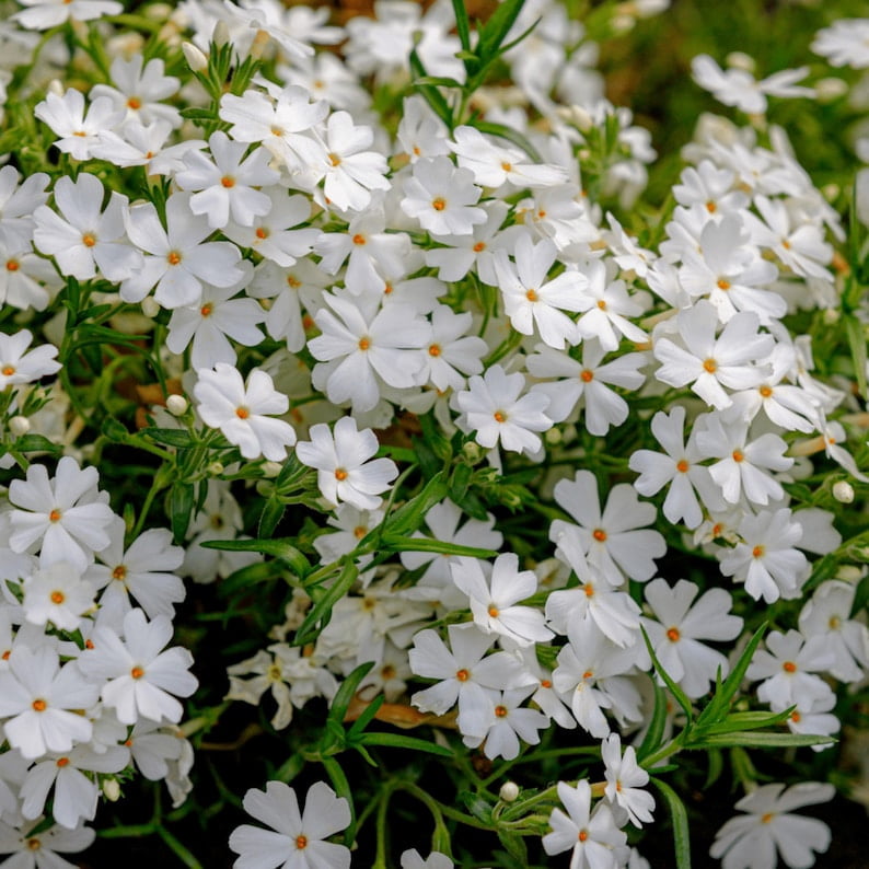 25 Snowflake Creeping Phlox Seeds - Cold and Drought,,, for Early Spring or Fall Planting