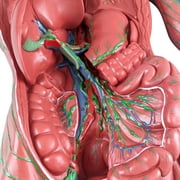 Axis Scientific Human Lymphatic System Model for Adults