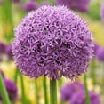 thumbnail image 5 of 5 Giant Allium Bulbs for Planting, Gladiator Allium , Ornamental Onion Plant, Giant Globe Blooms, Fall Flowering, Purple Flower Plant Easy Grow, 5 of 5