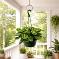 thumbnail image 4 of Maranta Lemon Lime Live Indoor Plant in 8 Inch Hanging Basket, Lemon Lime Prayer Plant, Maranta Leuconeura Houseplant for Home or Office, 4 of 5