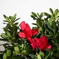 thumbnail image 4 of Encore Azalea Autumn Bonfire (3 Gallon) Red Flowering Shrub - Full Sun Live Outdoor Plant, 4 of 9