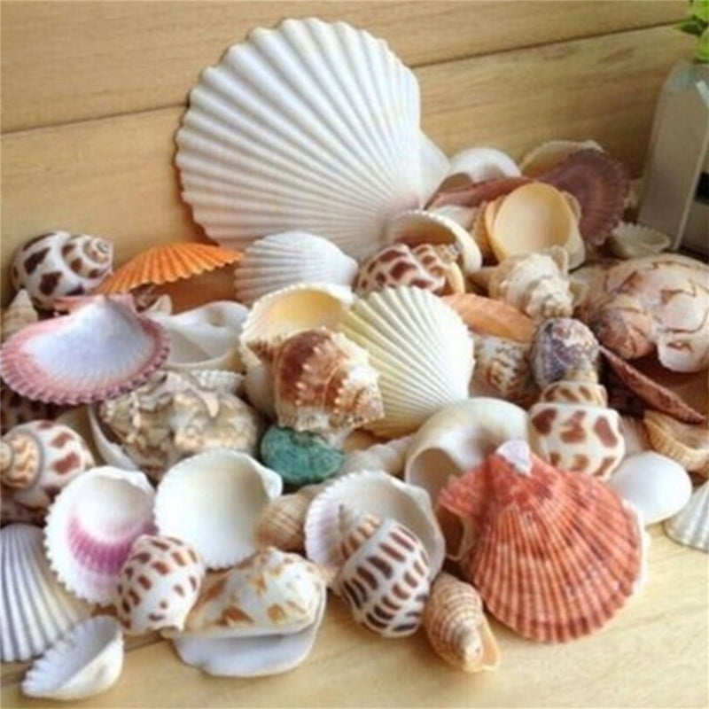 100 pcs Small Sea Shells Assorted Natural Seashells Conch Crafts DIY Decoration 