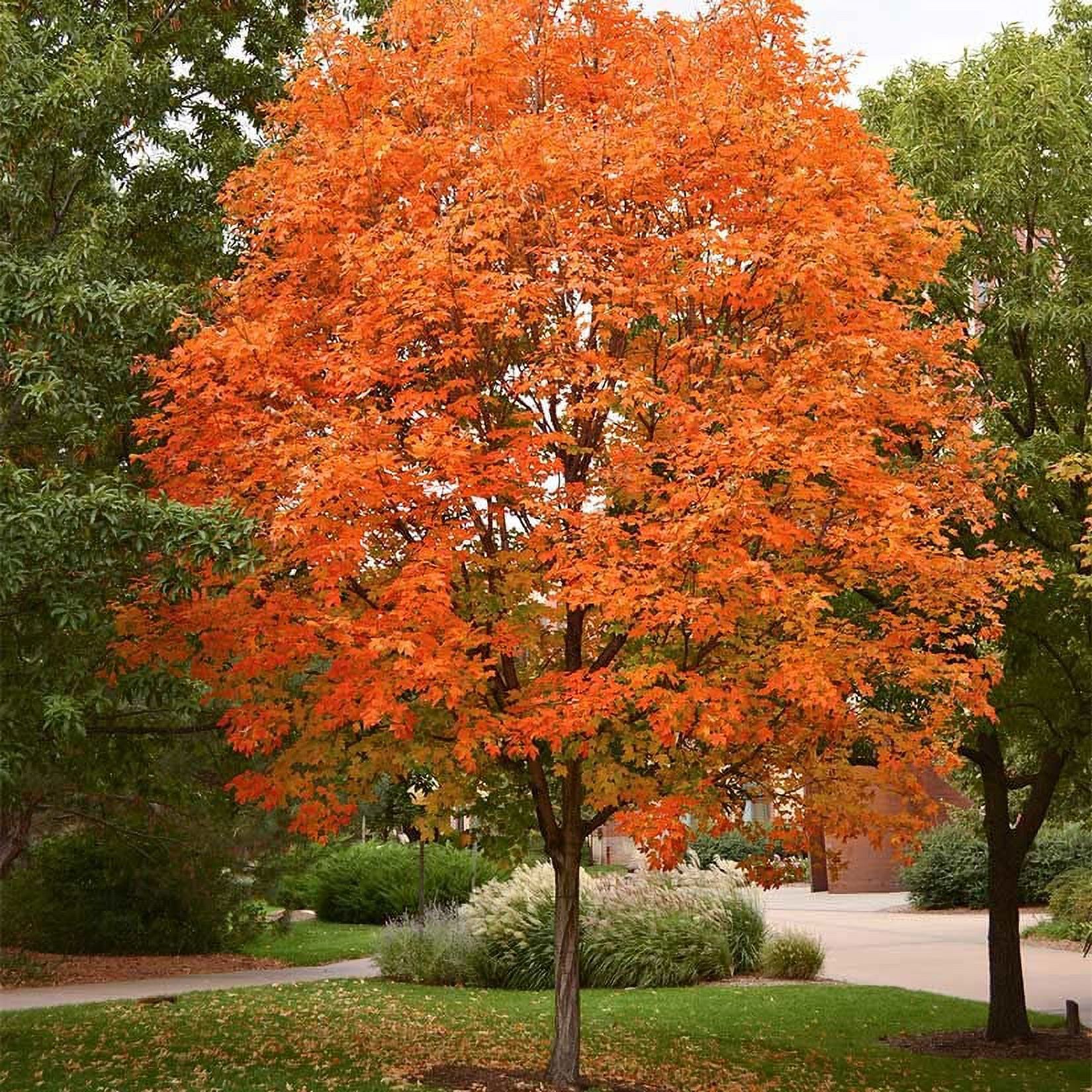 CZ Grain 3 Sugar Maple Tree Plant Seeds, Easy Growing