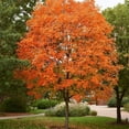 thumbnail image 3 of CZ Grain 3 Sugar Maple Tree Plant Seeds, Easy Growing, 3 of 4