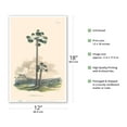 thumbnail image 2 of Moriche Palm Tree (Mauritia Vinifera) - Vintage Botanical Illustration by Carl Friedrich Philipp von Martius c.1820s - Master Art Print (Unframed) 12in x 18in, 2 of 4
