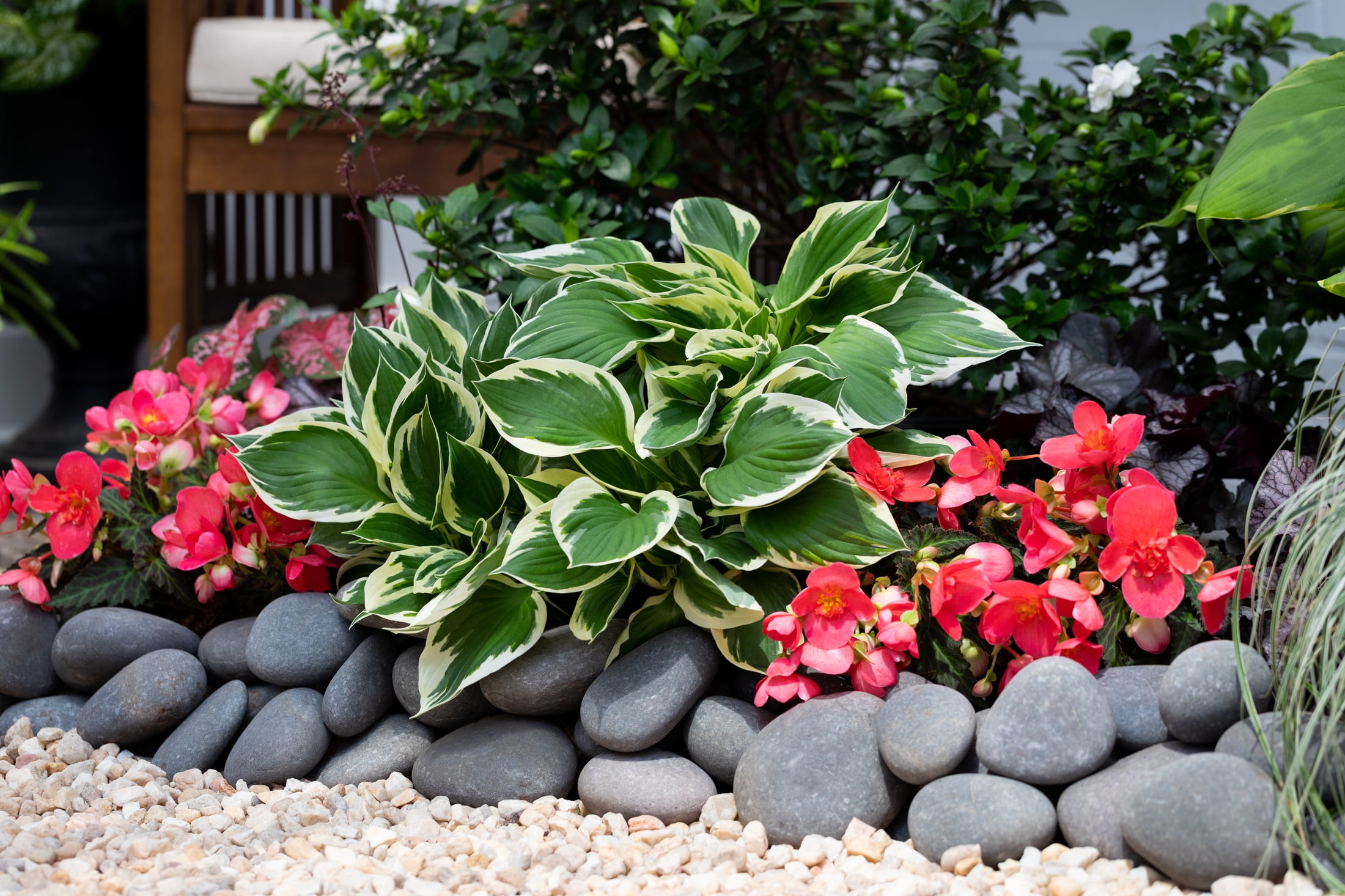 Better Homes & Gardens White Variegated Hosta Live Perennial Plant for Shade, 3-Pack
