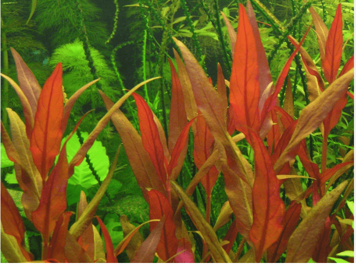 Alternanthera Reineckii Scarlet Temple Live Aquarium Plant – Red Freshwater Bunch Plant