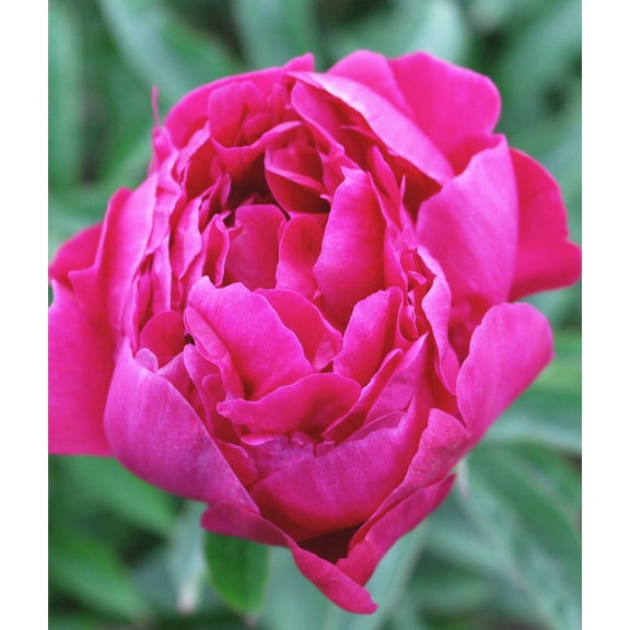 Koppius Peony - 1 root division