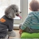 thumbnail image 5 of Suéter tejido de paja cuerda mascota gato suéter suave perro sudaderaSY111 GrisM, 5 of 5