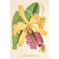 thumbnail image 3 of Charles Antoine Lemaire 13x18 Black Modern Framed Museum Art Print Titled - Cattleya Dowiana (1854-1896), 3 of 5