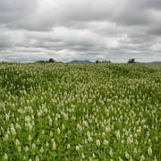 Outsidepride White Cloud Crimson Clover Cover Crop & Forage Seed- 5 LBS