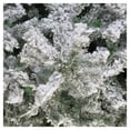 thumbnail image 2 of Árbol de Navidad Naviplastic Aspen color Verde nevado de 160 cm, 2 of 3