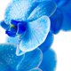 thumbnail image 3 of Sérum Pour Moi Blue Climate-Smart con Ácido Hialurónico y Retinol 25 ml, 3 of 6