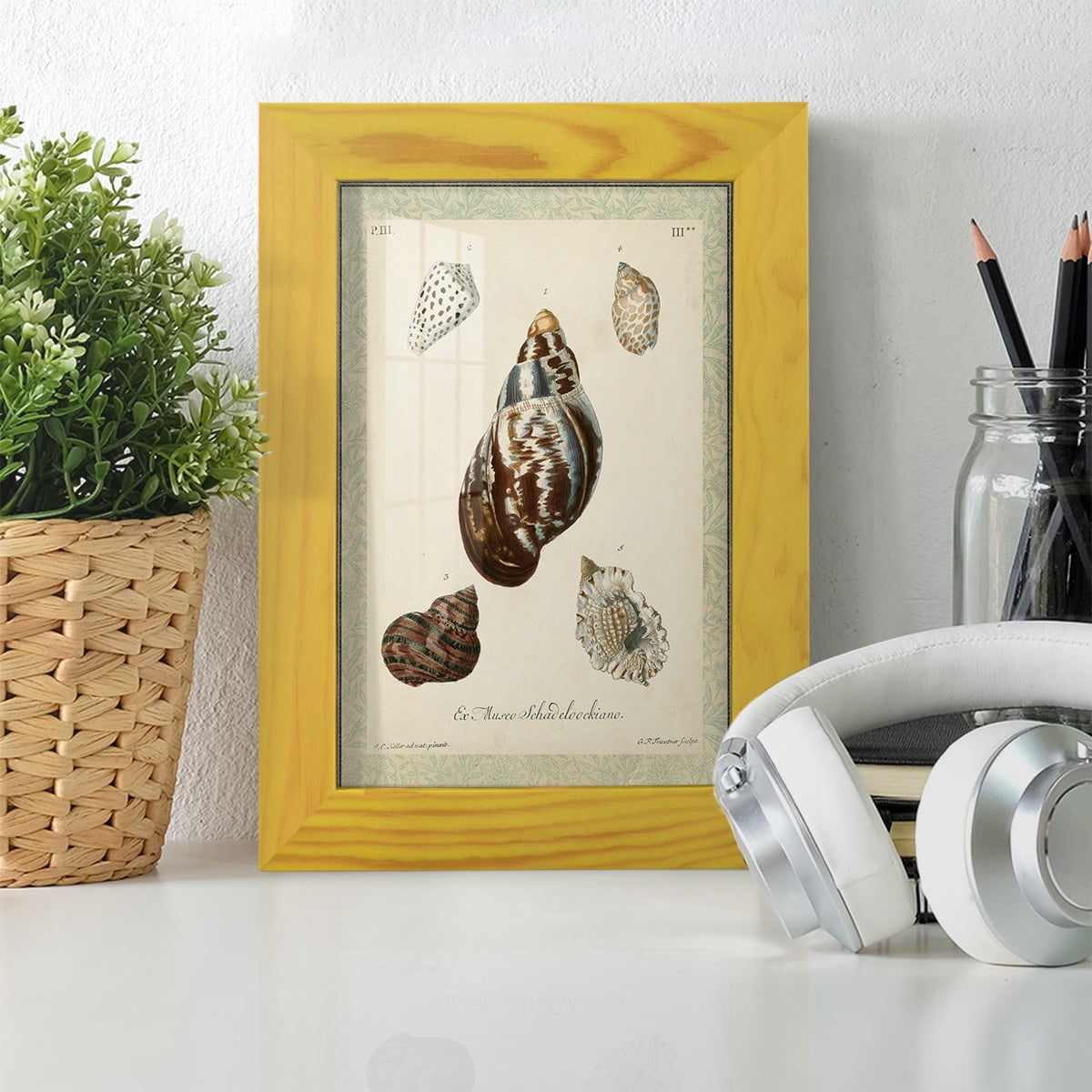 Bookplate Shells VII - Framed Print w/glass - Sunflower Yellow