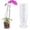 As Show, variant on Clear Plastic Orchid Pot 5In with Drainage Holes for Phalaenopsis and Moss Plants Rooting Pot for Healthy Growth and Breathable Rooting