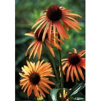 50 Orange Meadow Bright Coneflower Seeds Echinacea Perennial Flowers Flower 1359