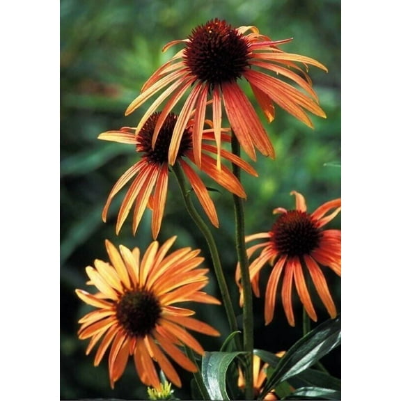 50 Orange Meadow Bright Coneflower Seeds Echinacea Perennial Flowers Flower 1359