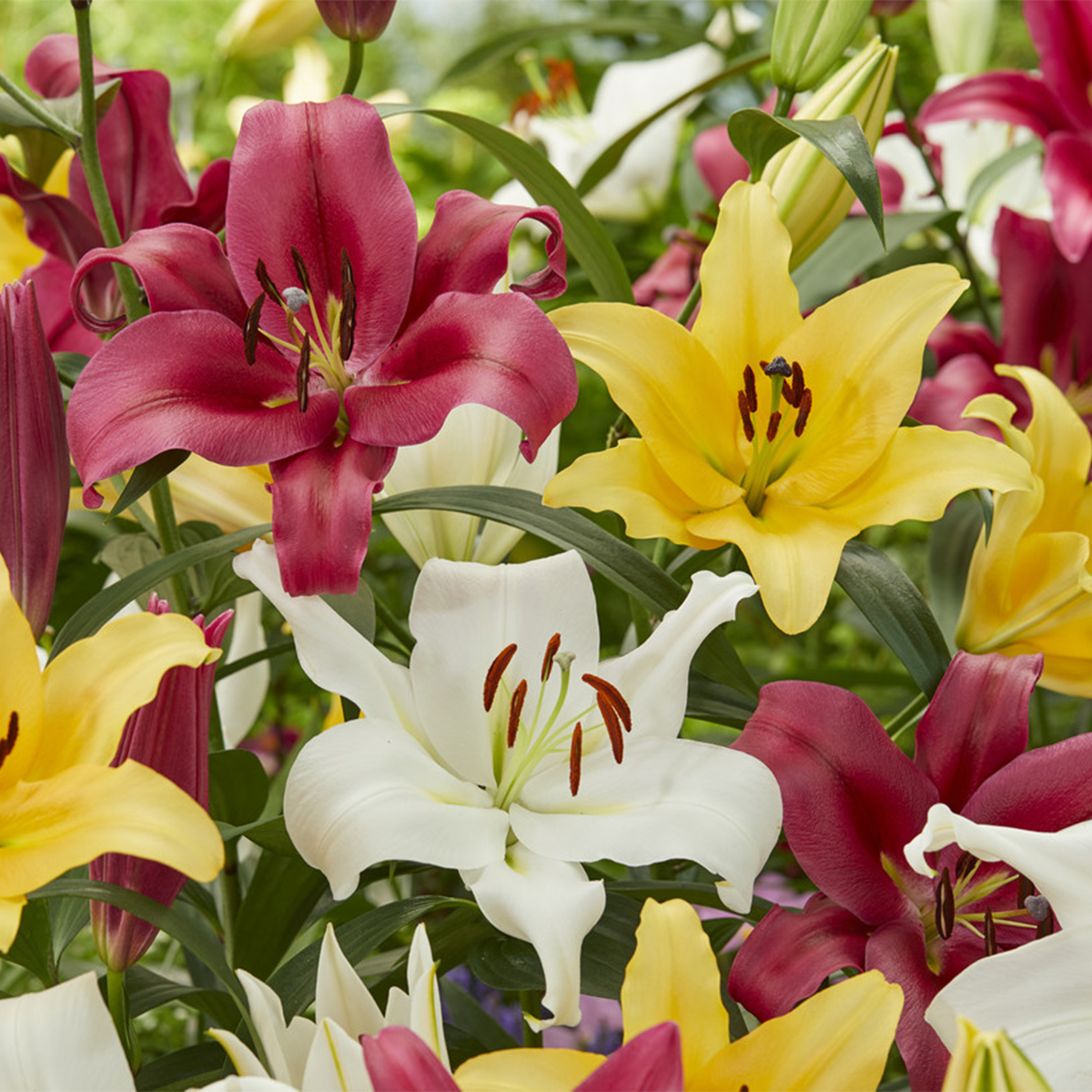 Van Zyverden Lilies Fragrant Orienpet Blend Set of 9 Bulbs MultiColor