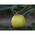 thumbnail image 3 of Lemon Cucumber Seeds, 3 of 5