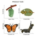 thumbnail image 3 of DPTALR 4 Piece Insect Figure Animal Life Cycle Plastic Brood To Mature Period, 3 of 7