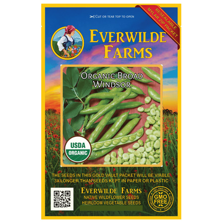 Everwilde Farms - 20 Organic Broad Windsor Fava Bean Seeds - Gold Vault Jumbo Bulk Seed