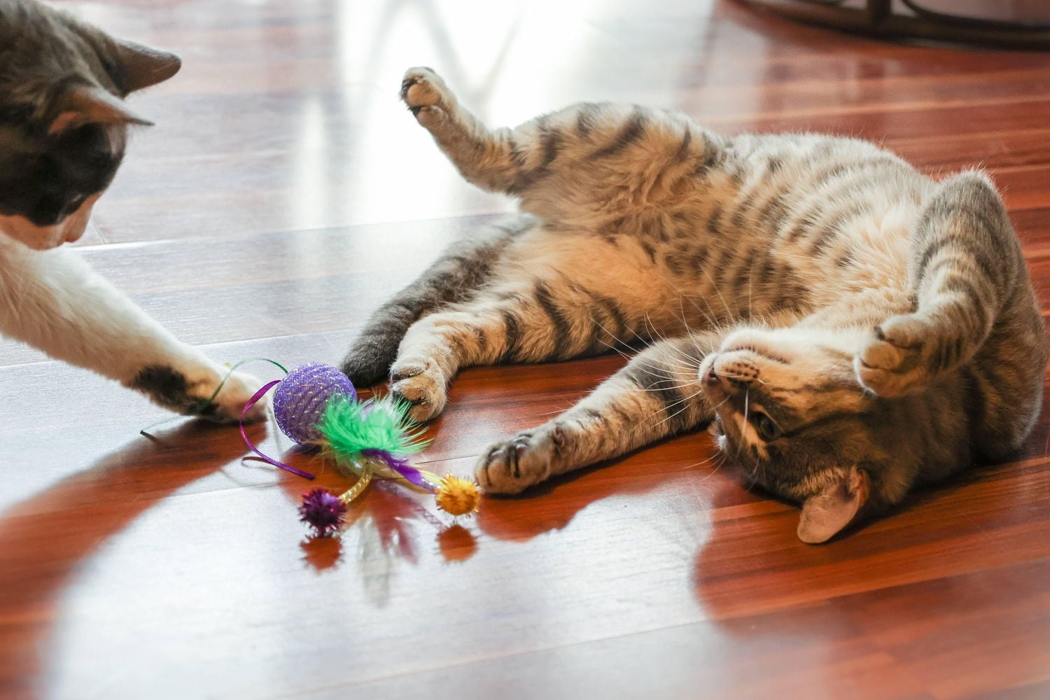 Vibrant Life Mesh Feather Ball, jouet pour chat, couleurs assorties, 1 paquet