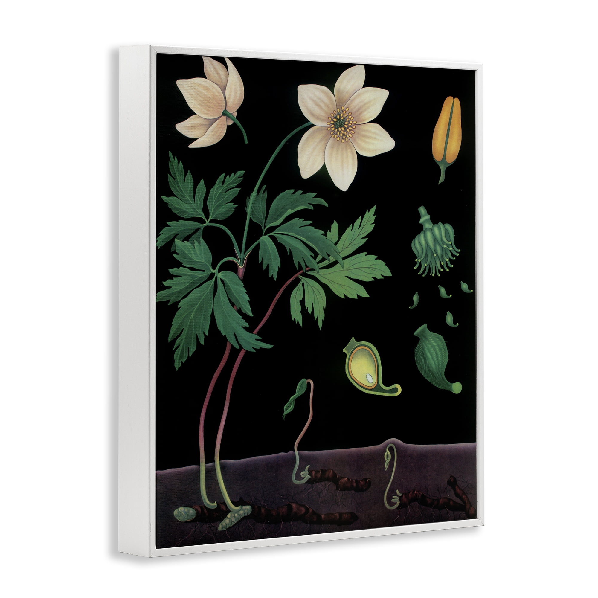 Stupell Industries Sprouting Wildflower Illustrations White Framed Giclee Art, design by Vintage Hustle
