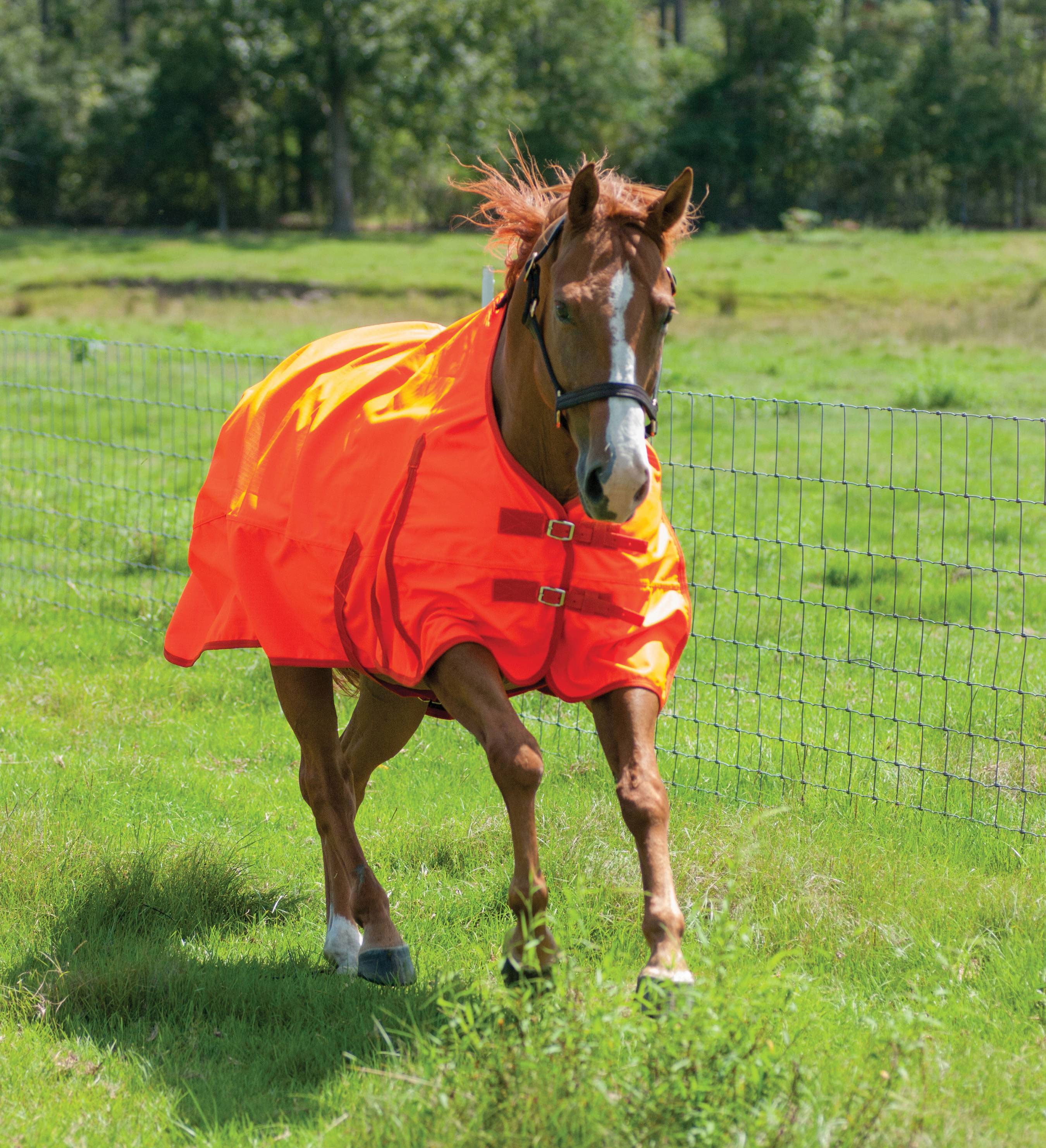 Jeffers 600D Blaze Orange Safety Horse Sheet